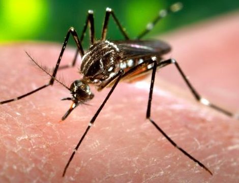 Presenta diputada Tere Calzada recomendaciones respecto a casos de dengue en la entidad